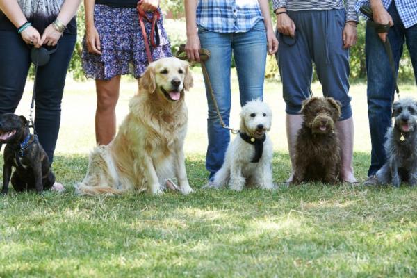 Retrouvez prochainement les photos de nos chiens dans le parc