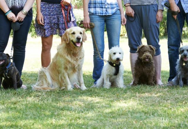 Retrouvez prochainement les photos de nos chiens dans le parc