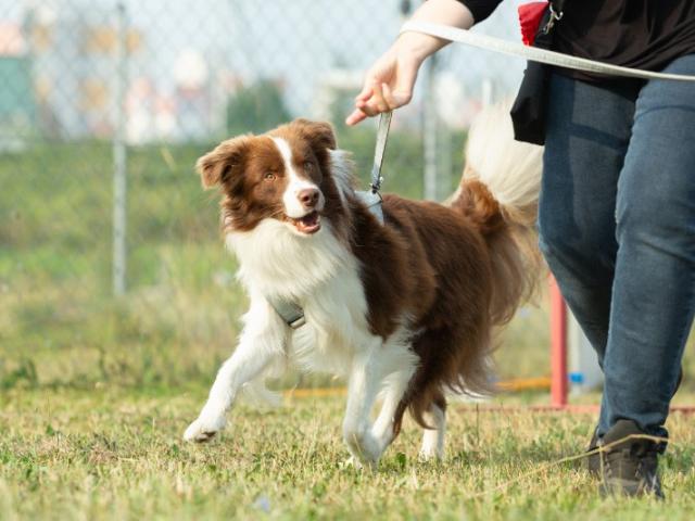 Retrouvez prochainement les photos de nos chiens dans le parc