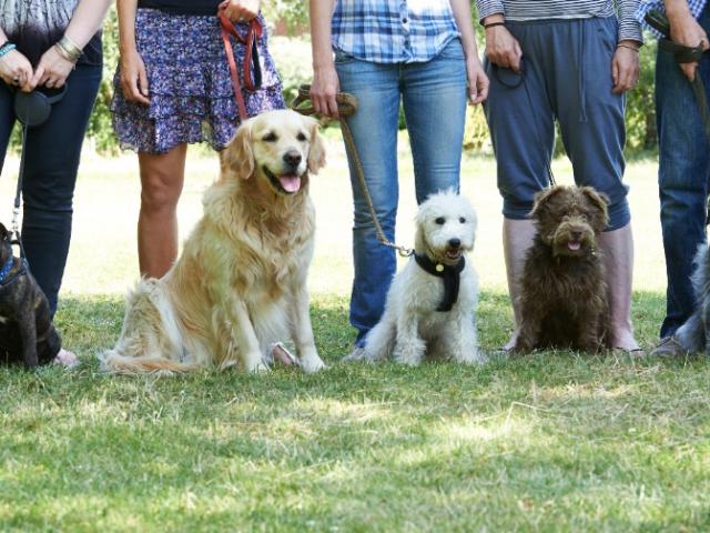 Retrouvez prochainement les photos de nos chiens dans le parc